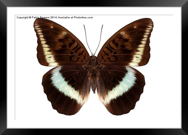brown Nymphalidae butterfly Framed Mounted Print by Pablo Romero
