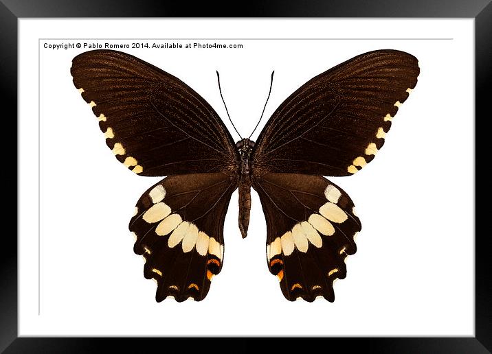 brown papilio butterfly Framed Mounted Print by Pablo Romero