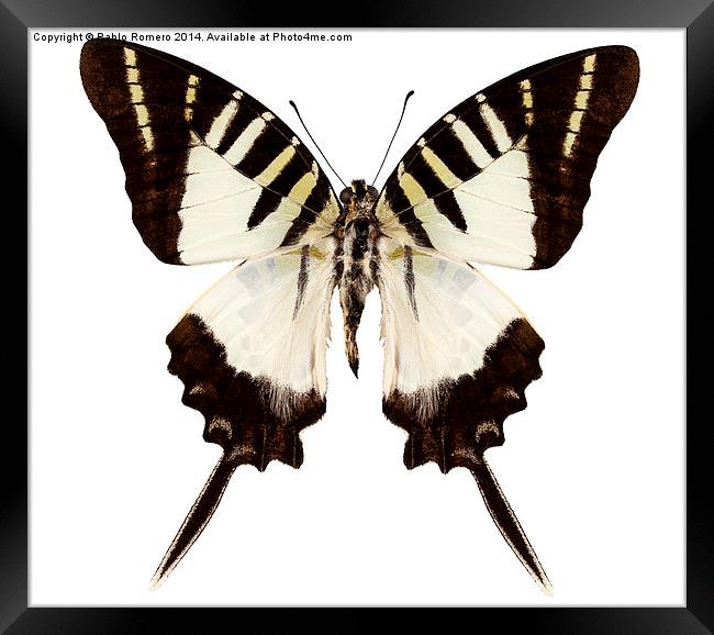 Butterfly species graphium decolor atratus Framed Print by Pablo Romero