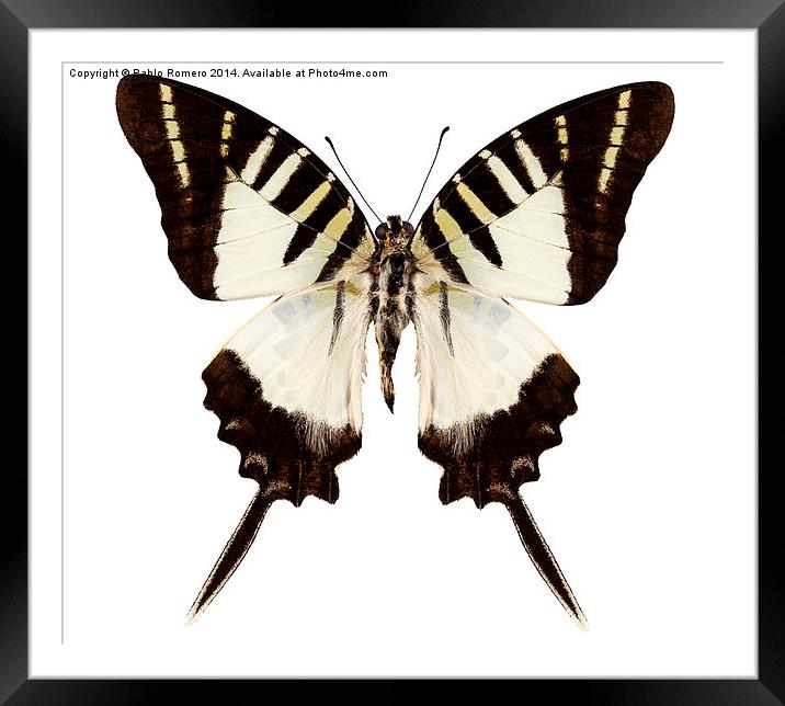 Butterfly species graphium decolor atratus Framed Mounted Print by Pablo Romero