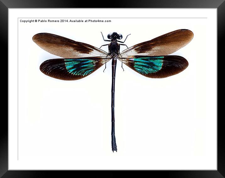 Dragonfly with green and brown wings Framed Mounted Print by Pablo Romero