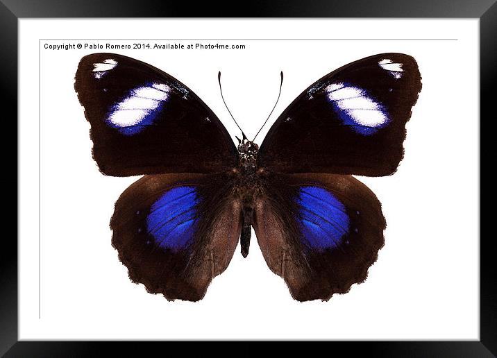 Butterfly species Hypolimnas bolina phillippensis  Framed Mounted Print by Pablo Romero