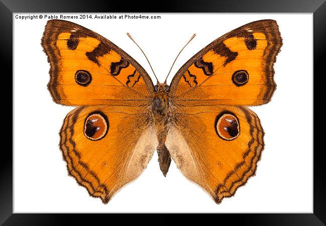 Butterfly species Junonia Almana "Peacock Pansy" Framed Print by Pablo Romero