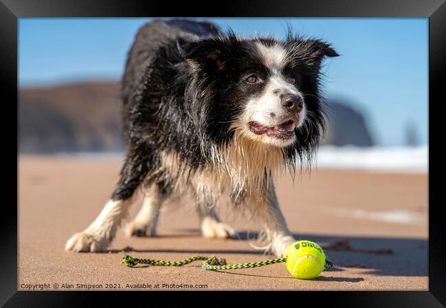 Sam the Border Collie Framed Print by Alan Simpson