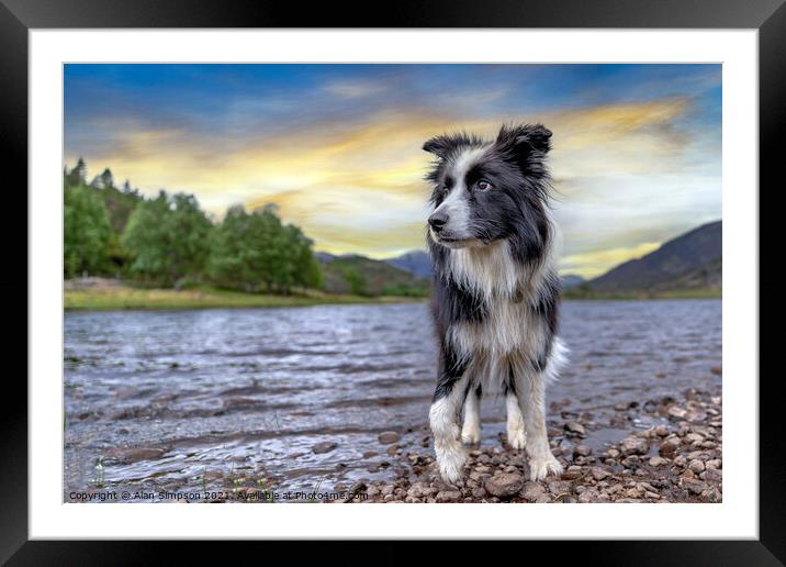Sam the Border Collie Framed Mounted Print by Alan Simpson
