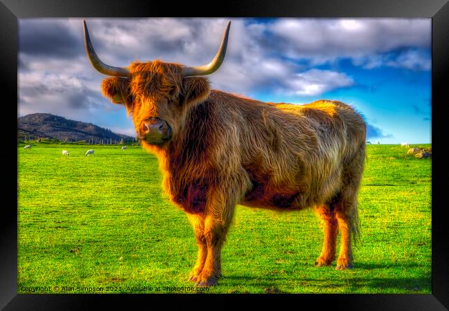 Highland Cow Framed Print by Alan Simpson