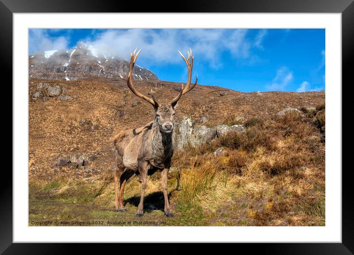 Torridon Stag Framed Mounted Print by Alan Simpson