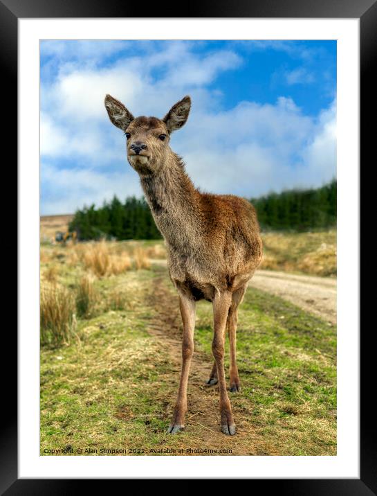 Scottish Deer Framed Mounted Print by Alan Simpson