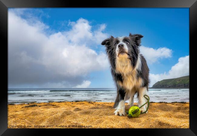 Border Collie Framed Print by Alan Simpson