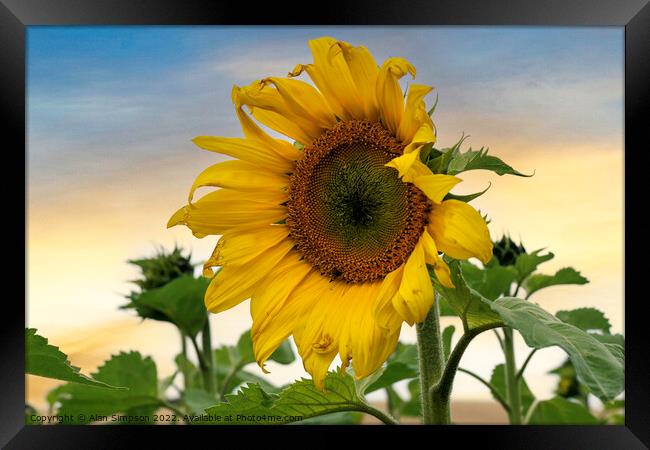 Sunflower Framed Print by Alan Simpson