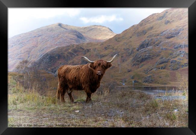 Highland Cow Framed Print by Alan Simpson