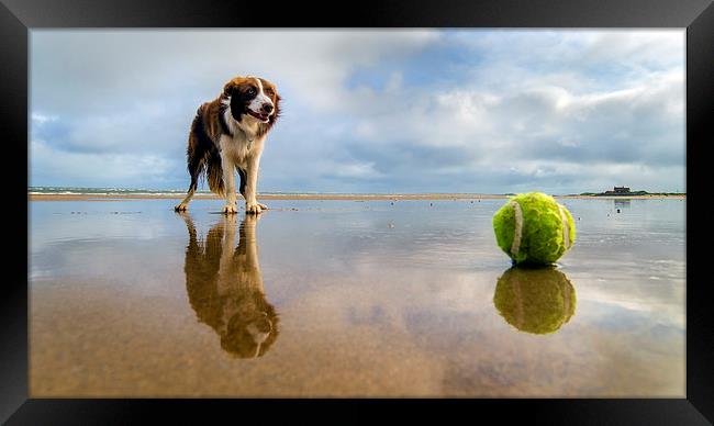  Dog v Ball Framed Print by Alan Simpson