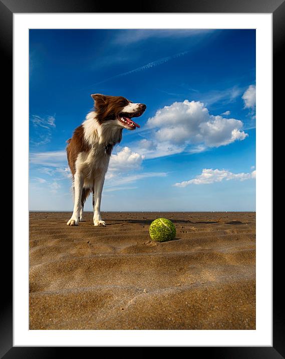  One Dog One Ball Framed Mounted Print by Alan Simpson