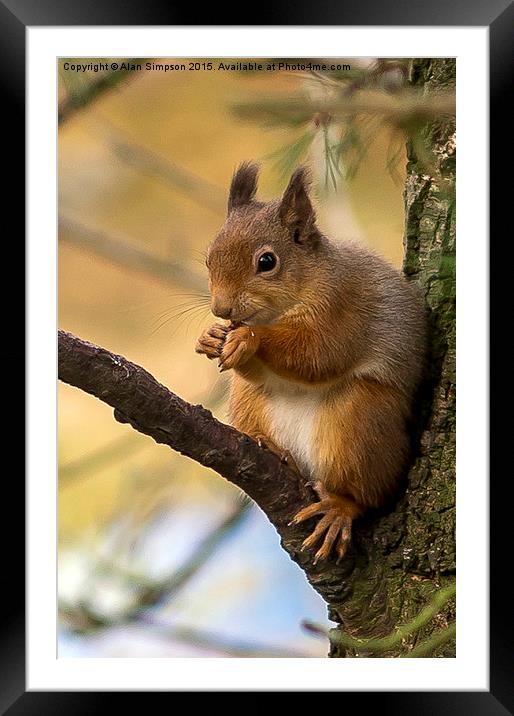  Scottish Red Squirrel Framed Mounted Print by Alan Simpson