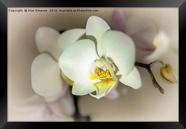 White Orchid Framed Print by Alan Simpson