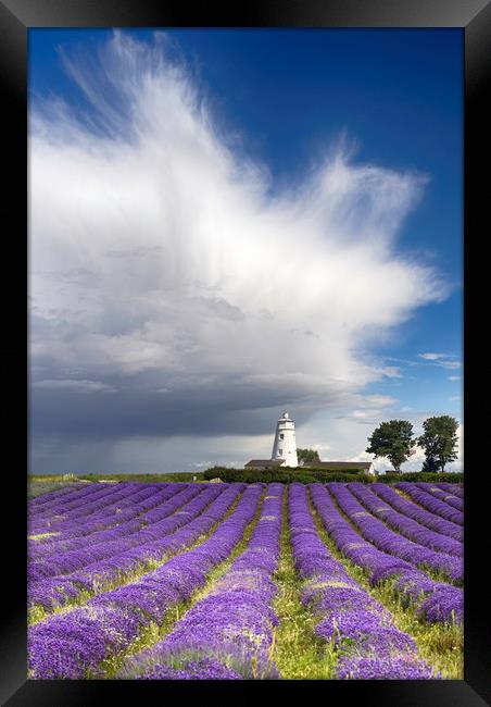 Norfolk Lavender Framed Print by Alan Simpson