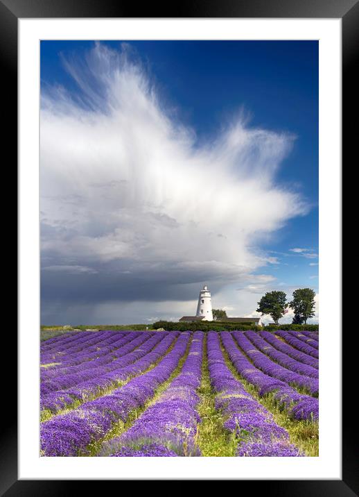 Norfolk Lavender Framed Mounted Print by Alan Simpson