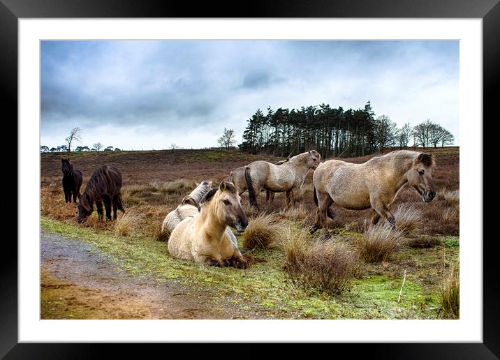 Dartmoor Ponies Framed Mounted Print by Alan Simpson