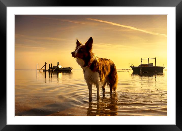 Sunrise at Thornham Harbour Framed Mounted Print by Alan Simpson
