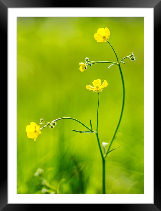 Wild Flowers Framed Mounted Print by Alan Simpson