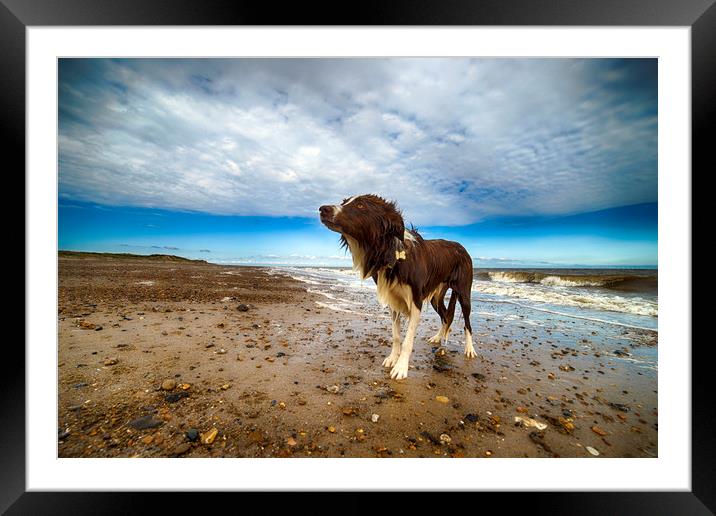 Sea Dog Framed Mounted Print by Alan Simpson