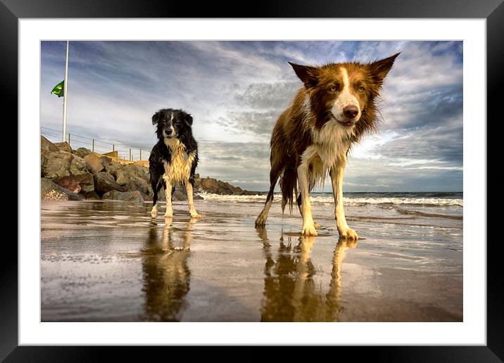 The Collies Framed Mounted Print by Alan Simpson