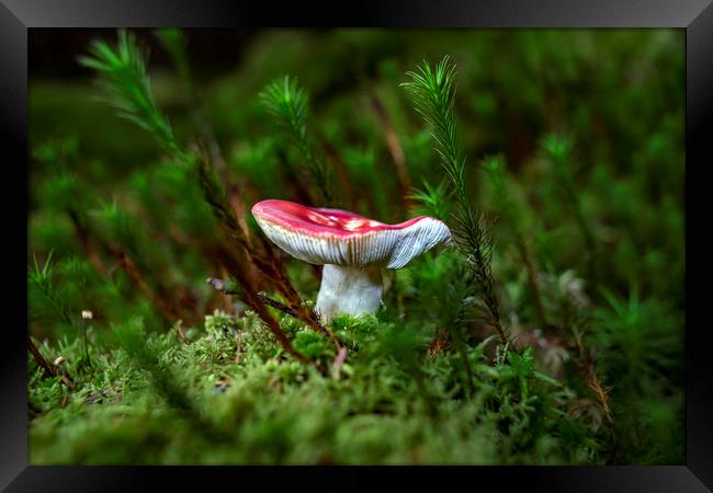 Fungi   Framed Print by Alan Simpson