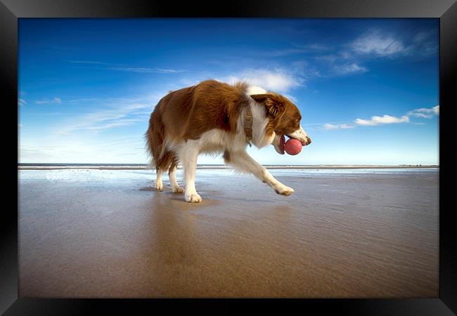 Caley on the Beach Framed Print by Alan Simpson