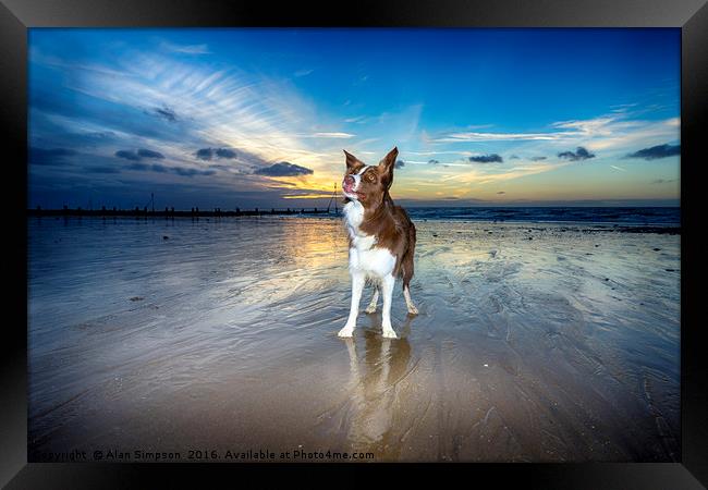 On the Beach at Sunset Framed Print by Alan Simpson