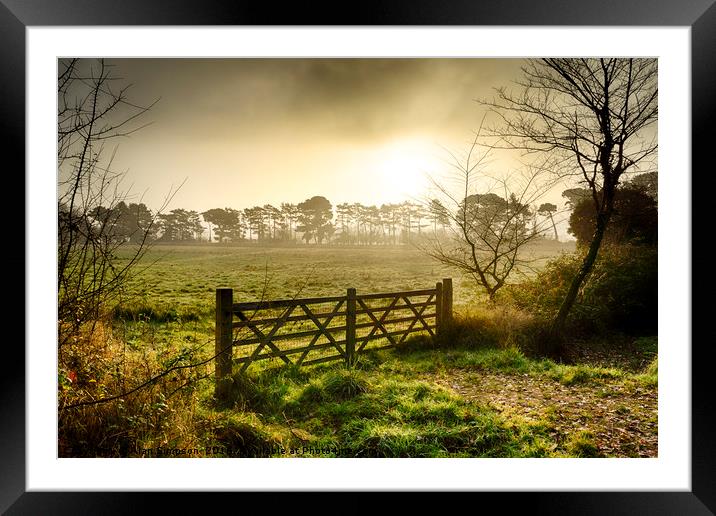Morning Light Framed Mounted Print by Alan Simpson