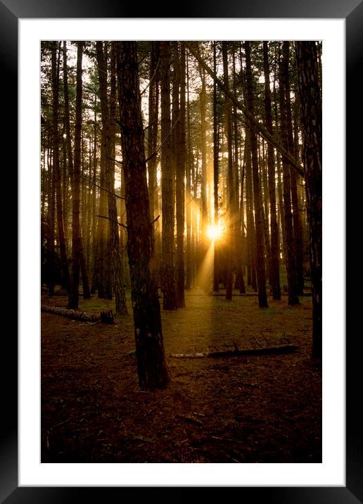 Holkham Woods Framed Mounted Print by Alan Simpson