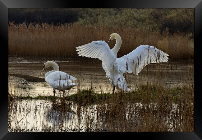 Swan Lake Framed Print by Alan Simpson