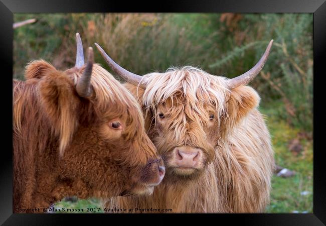 Highland Cows Framed Print by Alan Simpson