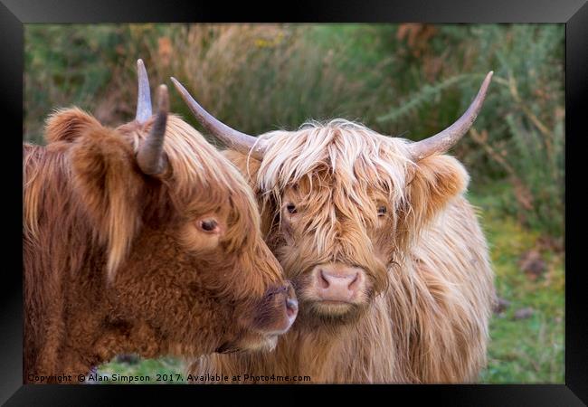 Highland Cows Framed Print by Alan Simpson