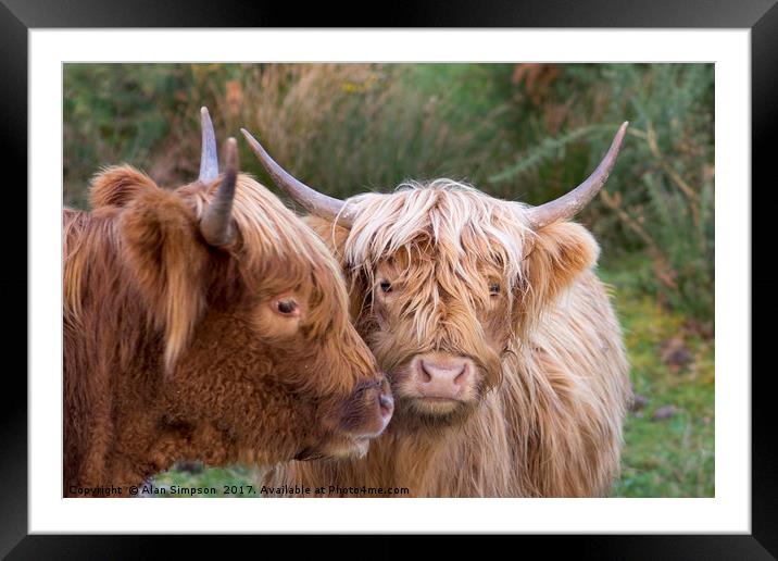 Highland Cows Framed Mounted Print by Alan Simpson