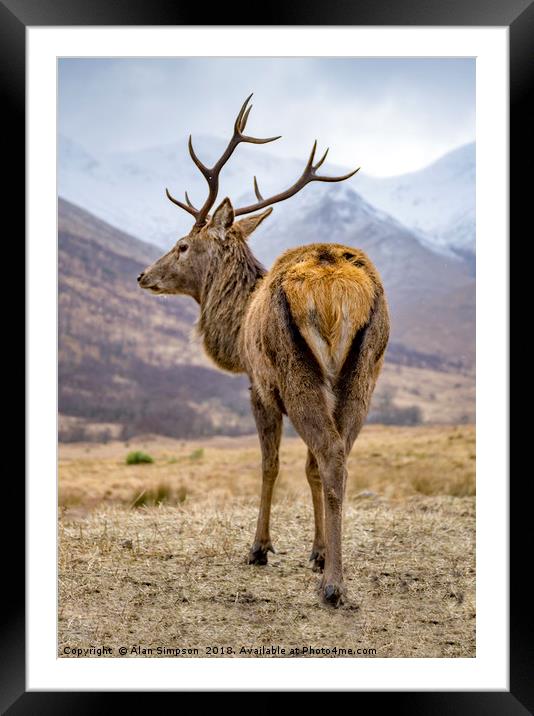 Highland Stag Framed Mounted Print by Alan Simpson
