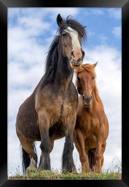 Highland Horses Framed Print by Alan Simpson