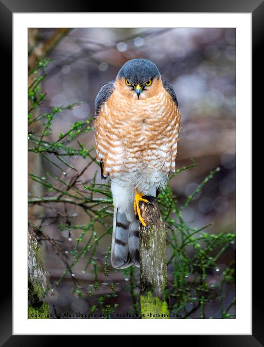 Sparrowhawk Framed Mounted Print by Alan Simpson