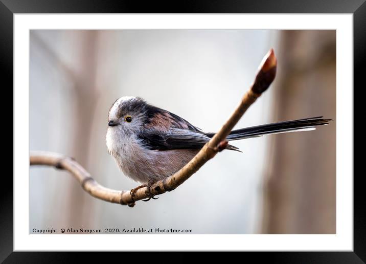 Long Tailed Tit Framed Mounted Print by Alan Simpson