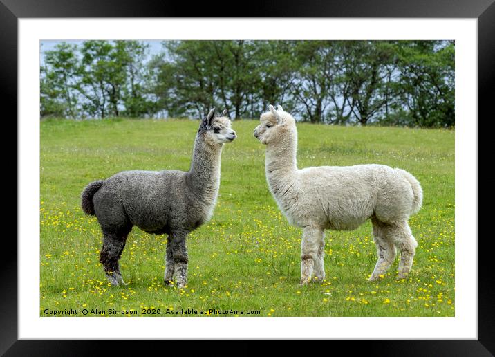 Alpacas Framed Mounted Print by Alan Simpson