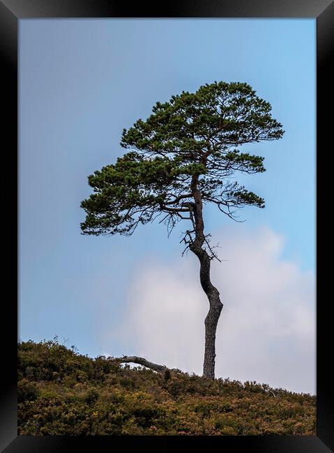 A Lone Tree Framed Print by Alan Simpson