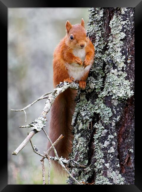 Cairngorm Red Squirrel Framed Print by Alan Simpson
