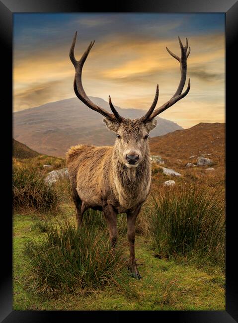 Scottish Deer Framed Print by Alan Simpson