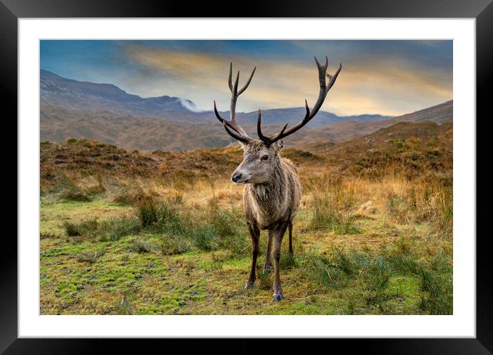 Deer Framed Mounted Print by Alan Simpson