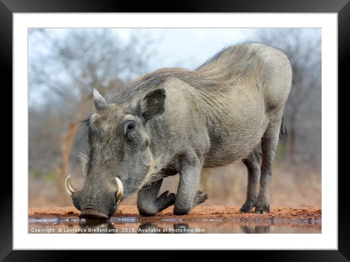 Warthog Drinking Water on Bended Knees Framed Mounted Print by Lawrence Bredenkamp
