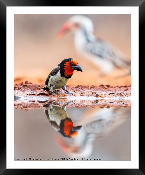 Black Collared Barbet with reflection and ever pre Framed Mounted Print by Lawrence Bredenkamp