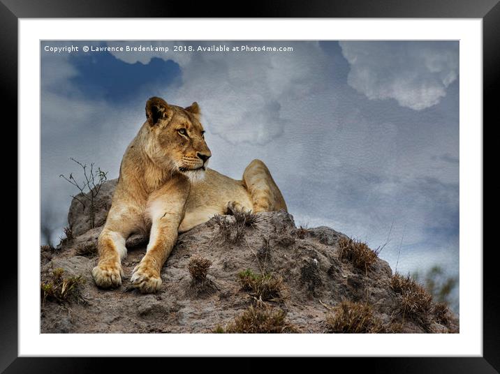 Lioness on Anthill Framed Mounted Print by Lawrence Bredenkamp