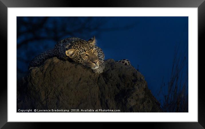 Leopard on Anthill at Sunset Framed Mounted Print by Lawrence Bredenkamp