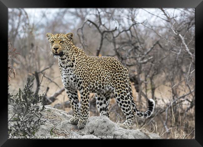 Leopard on the Hunt Framed Print by Lawrence Bredenkamp