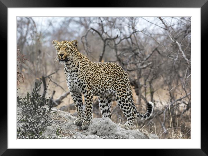 Leopard on the Hunt Framed Mounted Print by Lawrence Bredenkamp
